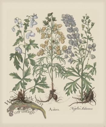 Besler 161 Colored  B2